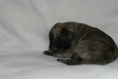 gracia-small.JPG