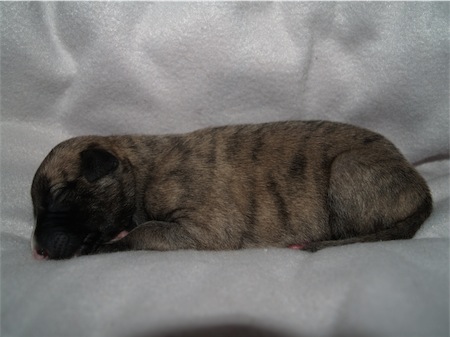 gracia_1wo_2-small.JPG