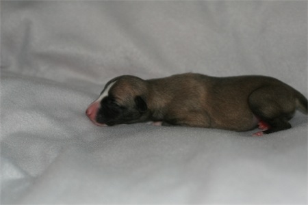 lavinia-small.JPG
