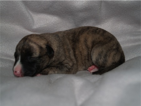 mojo_1wo_2-small.JPG