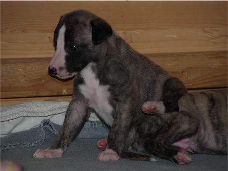 dotto-2003_2-small.JPG