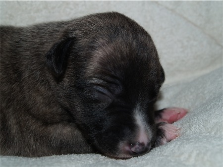 elettra_1-small.JPG