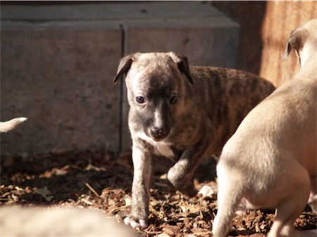 elettra_2703_1-small.JPG