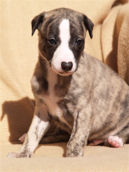 fosco2003_1-small.JPG