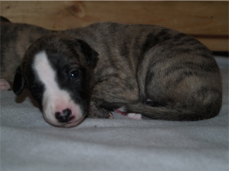 fosco_0903-small.JPG