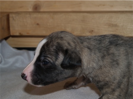 fosco_0903_2-small.JPG