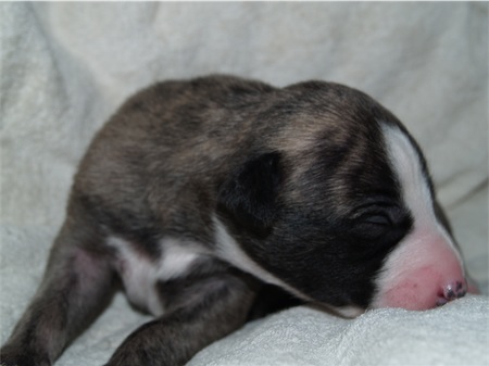 fosco_1-small.JPG