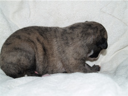 fosco_2-small.JPG
