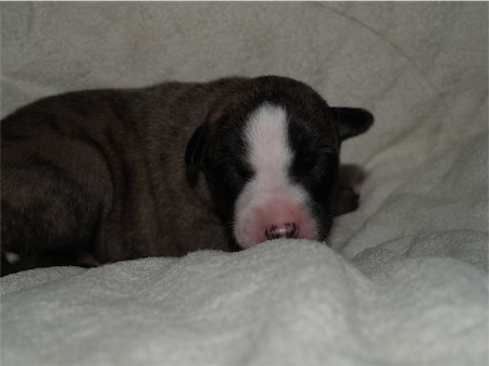 fosco_3-small.JPG