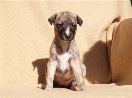 giacomo2003_1-small.JPG