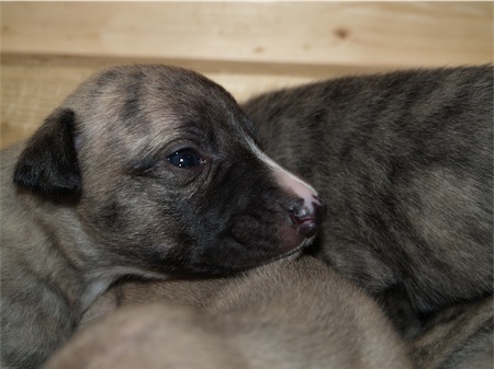 giacomo_0903_2-small.JPG
