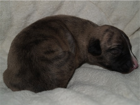 giacomo_1-small.JPG