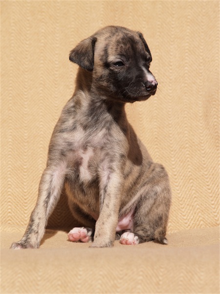 gracia2003_2-small.JPG