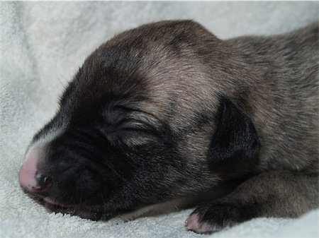 gracia_2-small.JPG
