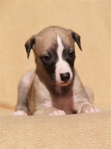 lavinia2003_1-small.JPG