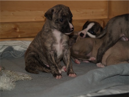 mojo-2003_2-small.JPG