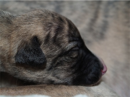 mojo_1-small.JPG