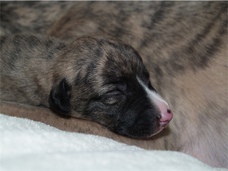 mojo_2-small.JPG