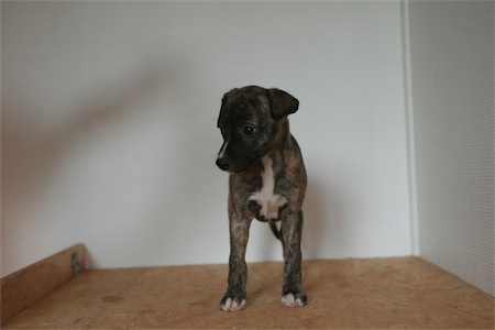 elettra0604-small.JPG