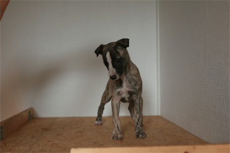 fosco0604_3-small.JPG