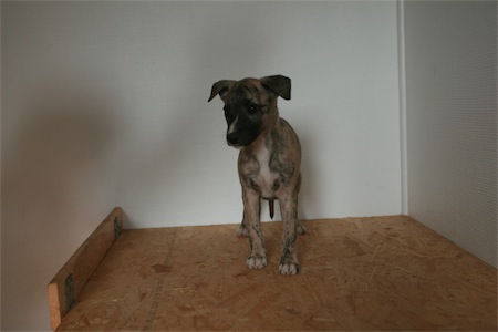 giacomo0604_1-small.JPG