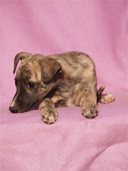 gracia_1504_1-small.JPG