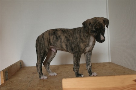 mojo0604-small.JPG