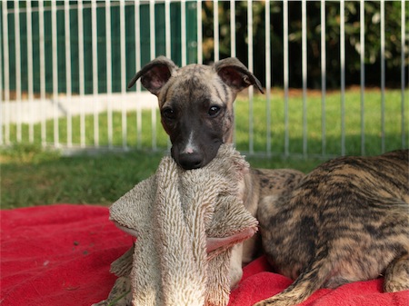 gracia_1005_3-small.JPG