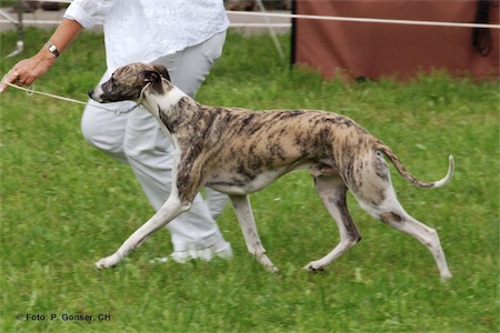 dsc_1370-bayard-small.jpg
