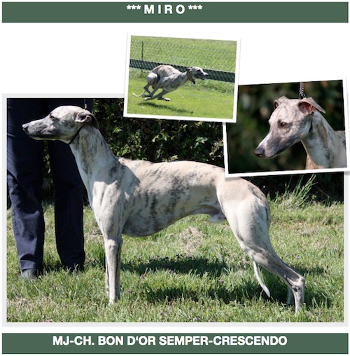 miro_07_11-small.jpg