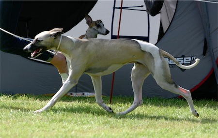 cac_ge_10_09_2011_4-small.JPG