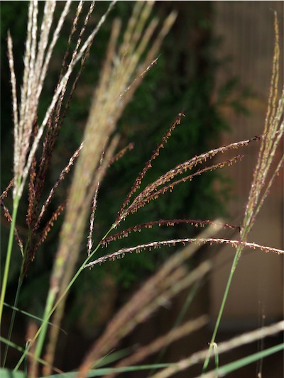 gras_2509-small.JPG