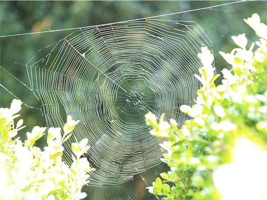 spinne_2509-small.JPG