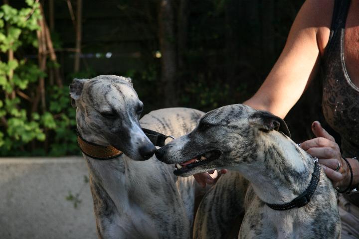 whippets_1028.jpg