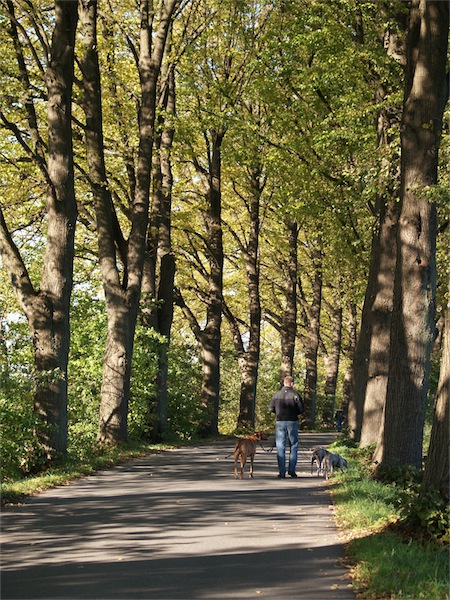 baum_12310-small.JPG