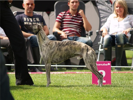 dino_donau_sa-small.JPG