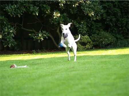 eve_jump_1-small.JPG