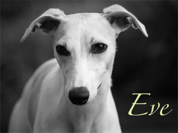 eve_schwarz_weis-small.JPG