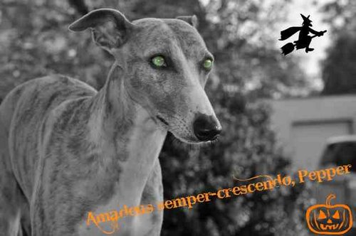 pepper_helloween.JPG