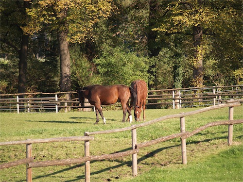 pferd_1-small.JPG