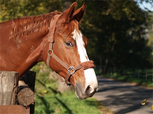 pferd_2-small.JPG