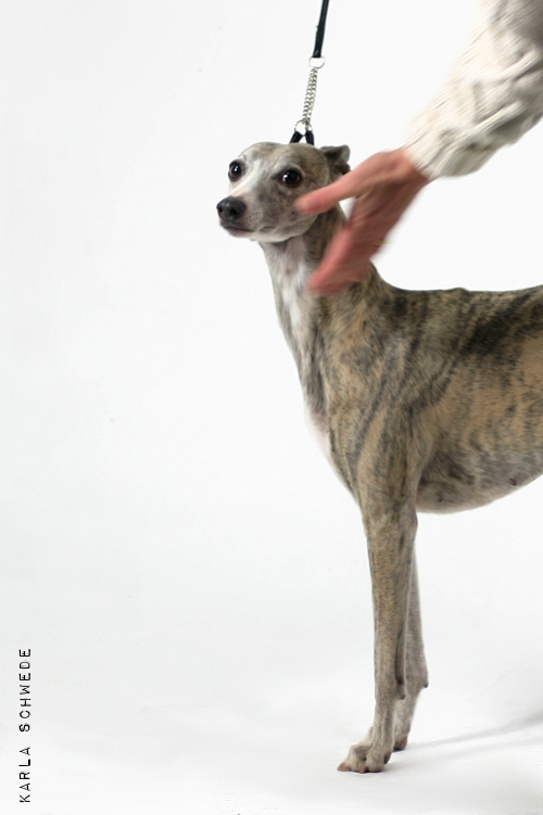 grace_13_11_2011_2_copyright.jpg