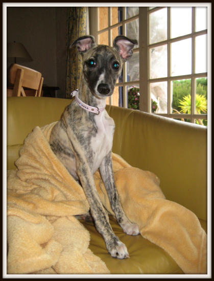 baby-bijou-2009.JPG