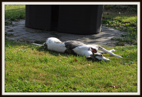 sonne.jpg