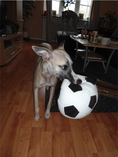 fusball-fieber-small.JPG