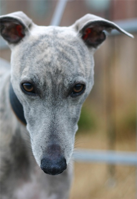 fynn_17_03_2012_4-small.jpg
