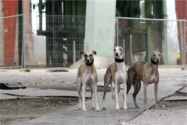 junk_yard_dogs_1-1-small.jpg