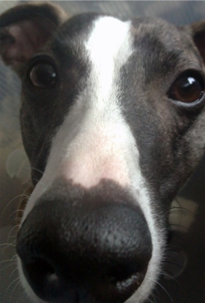 nase-small.JPG