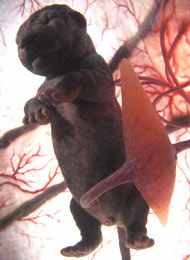 foetus-gross.jpg