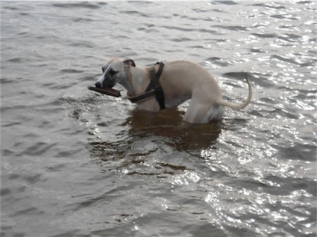 wasser-small.JPG